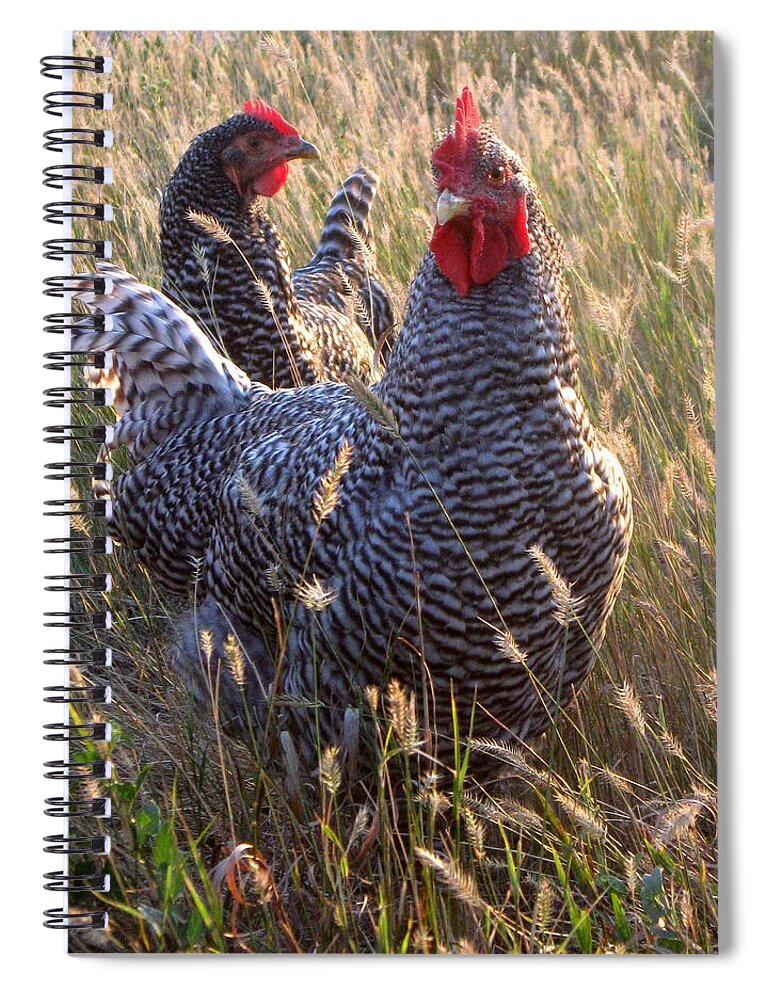 Rooster Spiral Notebook featuring the photograph Barred Rock Rooster and Hen by Katie Keenan