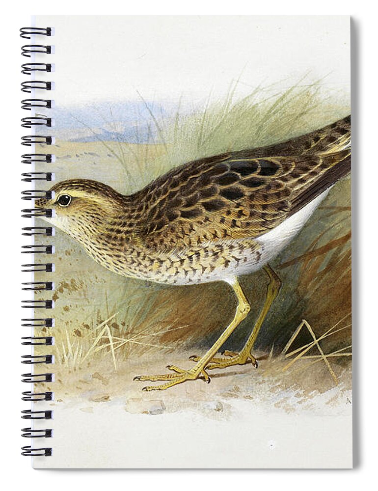 Archibald Thorburn Spiral Notebook featuring the drawing Bartram's Plover by Archibald Thorburn