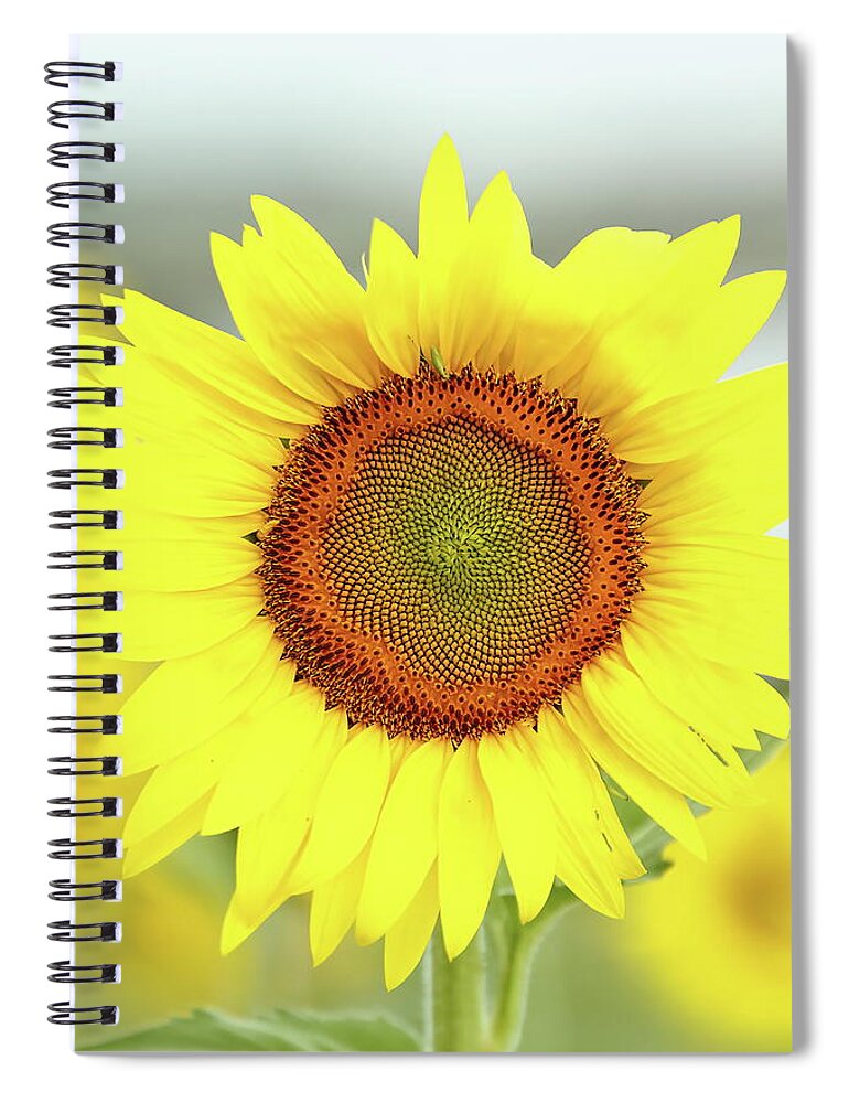 Sunflower Spiral Notebook featuring the photograph Basking In The Sun by Lens Art Photography By Larry Trager