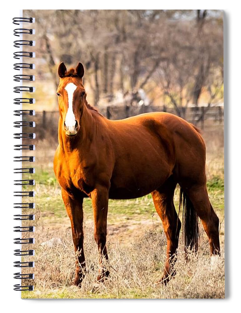 Horse Spiral Notebook featuring the photograph Bay Horse 1 by C Winslow Shafer