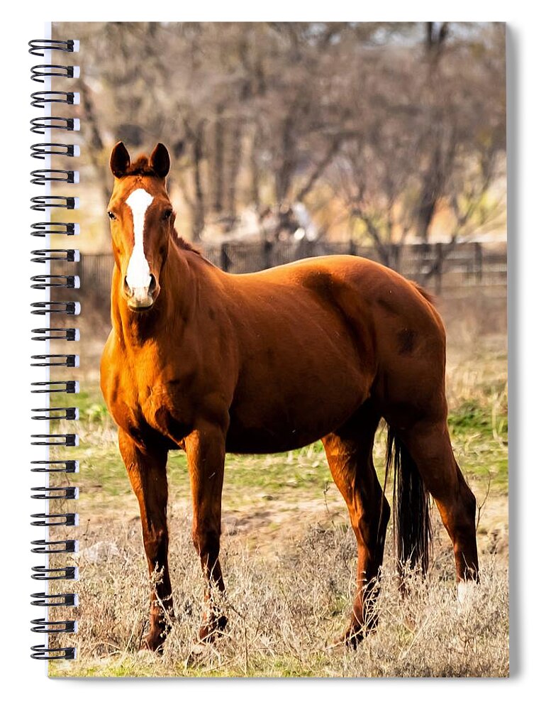 Horse Spiral Notebook featuring the photograph Bay Horse 2 by C Winslow Shafer
