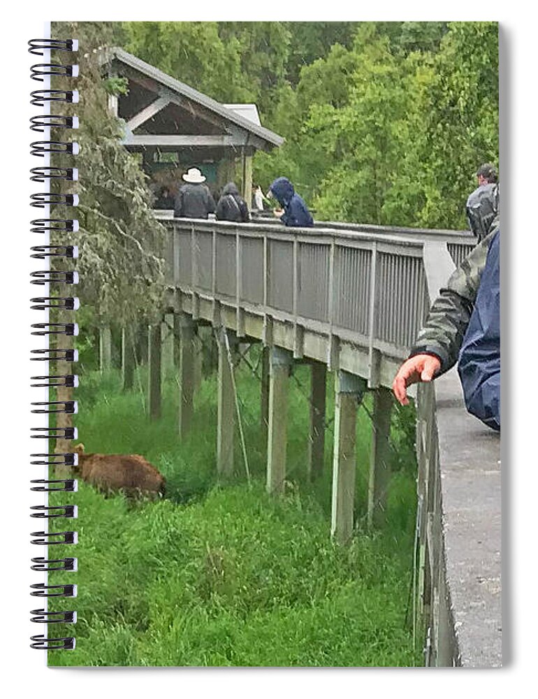 Brown Bears Frequenlty Walk Underneath The Boardwalks At Brooks Falls In Katmai National Park Alaska Grizzly Wooden Walk Way Walkway Fishermen Fish Man People Look On Spiral Notebook featuring the photograph Bear under the Boardwalk by Ed Stokes