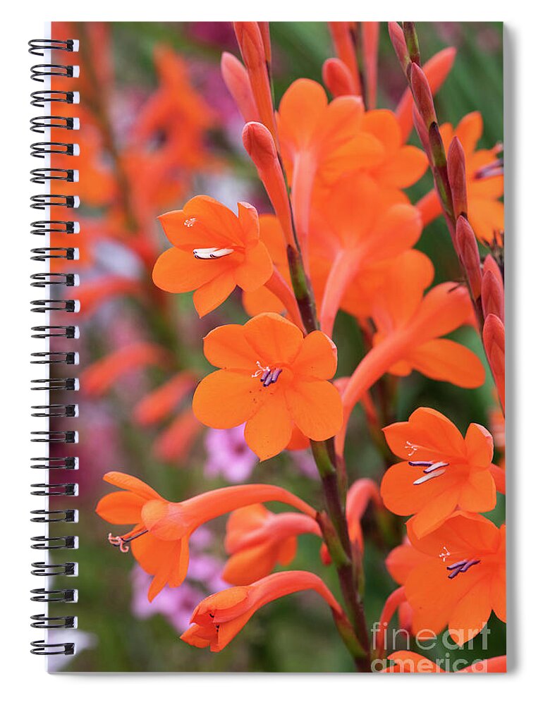 Watsonia Pillansii Spiral Notebook featuring the photograph Beatrice Watsonia Flowers by Tim Gainey