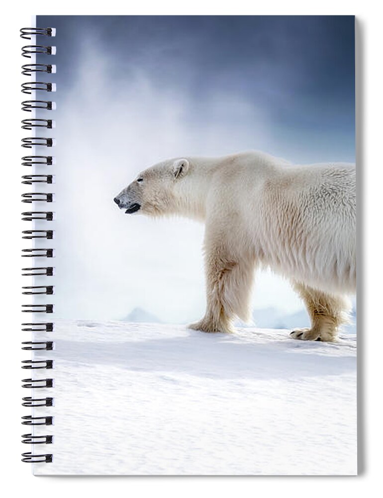 Wildlife Spiral Notebook featuring the photograph Beautiful adult male polar bear, ursus maritimus, walking across the snow of Svalbard by Jane Rix