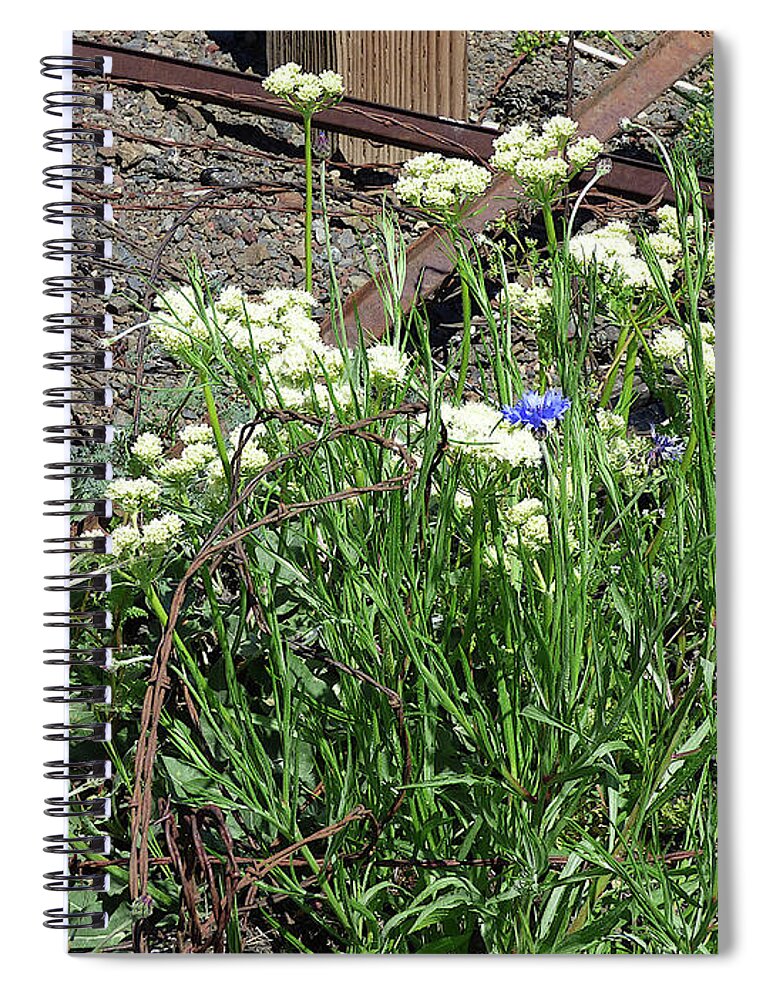 Wild Flowers Spiral Notebook featuring the photograph Beautiful Allium and Cornflower by Charles Robinson