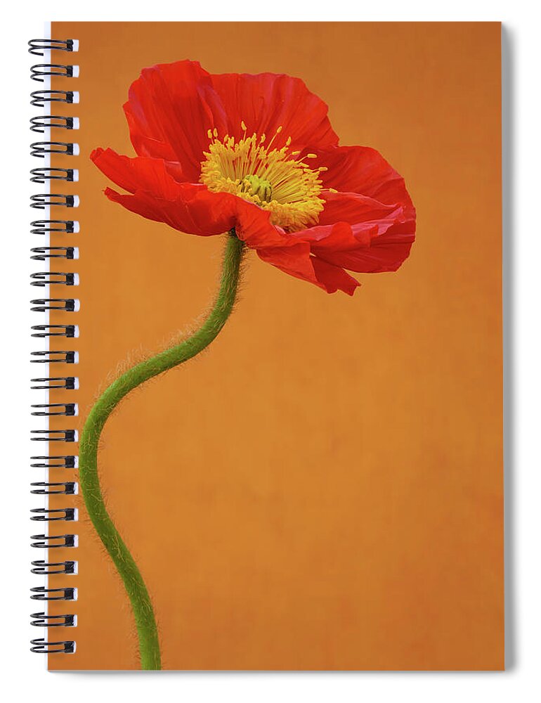 Poppy Spiral Notebook featuring the photograph Beautiful and Vibrant Poppy by Tina Horne