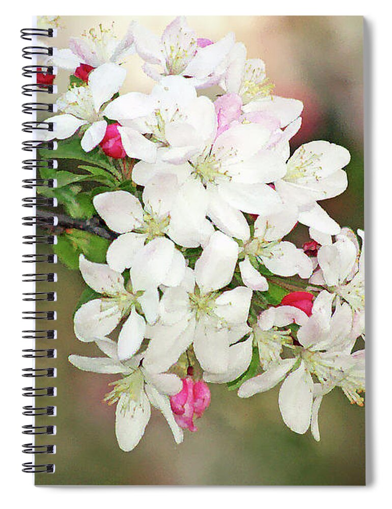Apple Blossoms; Tree Blossoms; Flowers; Fruit Tree; Spring; Watercolor; Bokeh; Floral; Romantic; Peaceful; Dreamy; Close-up; Macro; Horizontal Spiral Notebook featuring the digital art Beautiful Apple Blossoms by Tina Uihlein