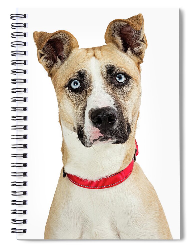 Dog Spiral Notebook featuring the photograph Beautiful Attentive Large Breed Dog Closeup by Good Focused