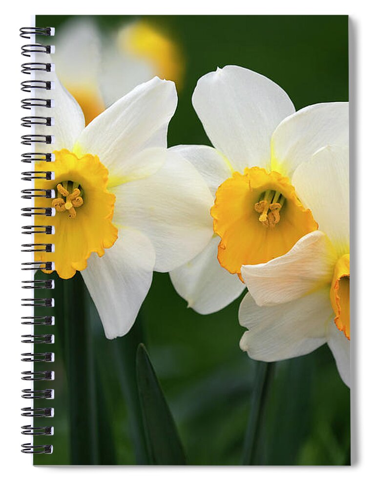 Plant Spiral Notebook featuring the photograph Beautiful Eyes by Art Cole
