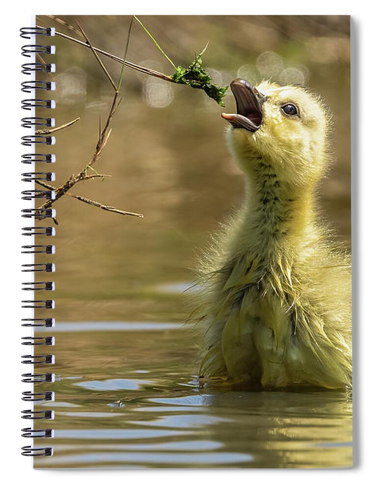 Gosling Spiral Notebook featuring the photograph Beautiful gosling feeding. by Sam Rino