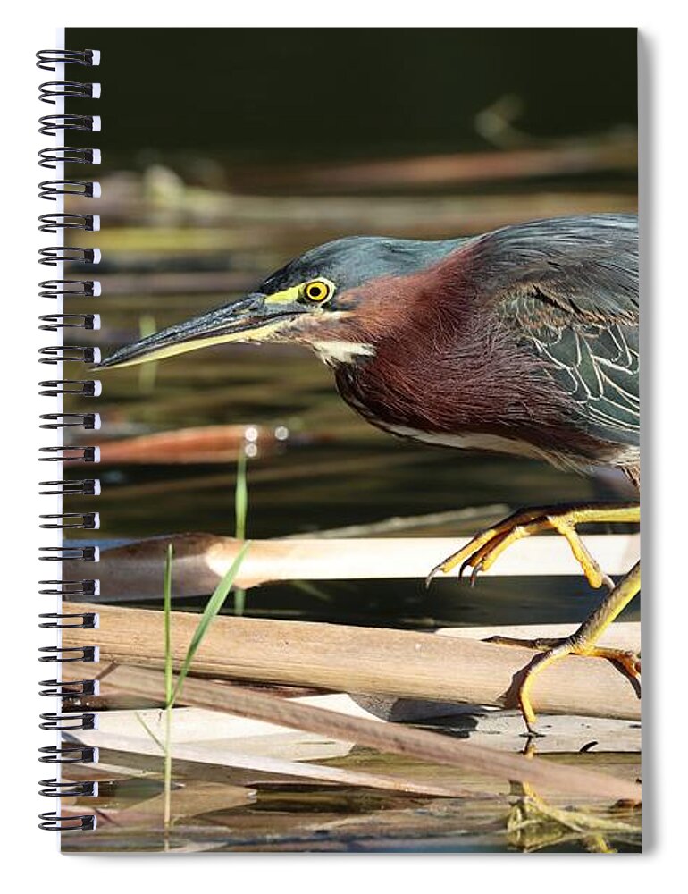 Green Heron Spiral Notebook featuring the photograph Beautiful Green, Maroon and Yellow by Mingming Jiang