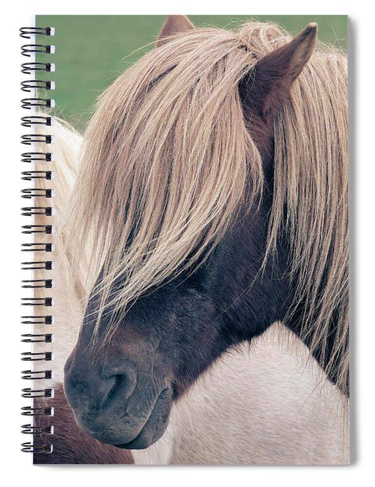Horse Spiral Notebook featuring the photograph Beautiful icelandic horse by Delphimages Photo Creations
