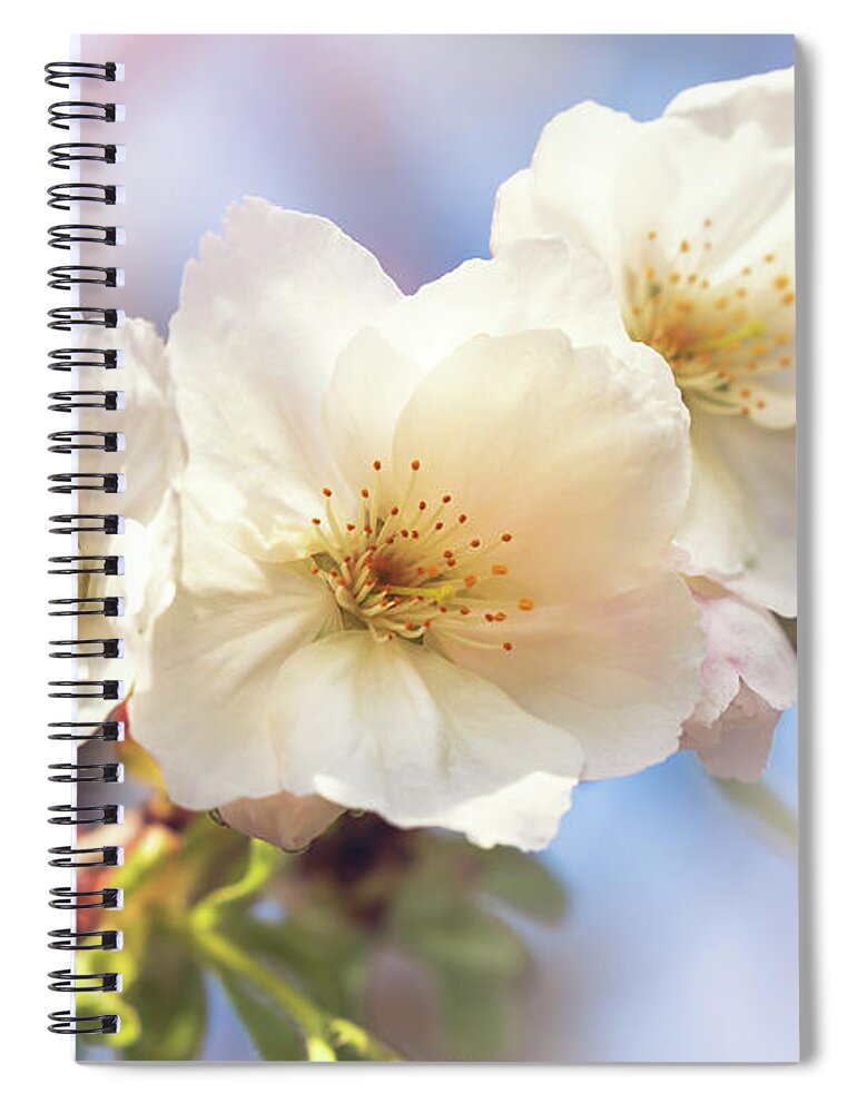 Cherry Spiral Notebook featuring the photograph Beautiful pink cherry blossom closeup by Jane Rix