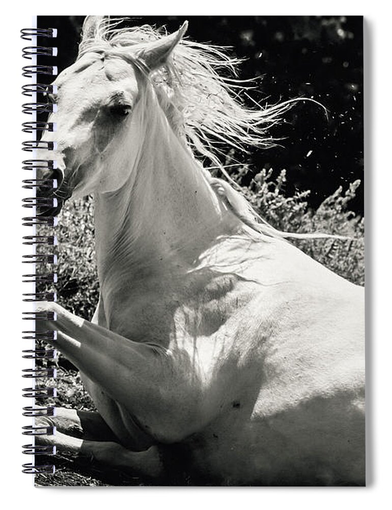 Horse Spiral Notebook featuring the photograph Beautiful White Horse Laying Down by Dimitar Hristov