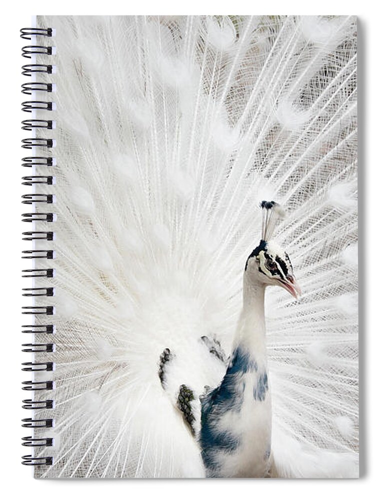 White Peacock Spiral Notebook featuring the photograph Beautiful White Peacock by Louise Tanguay