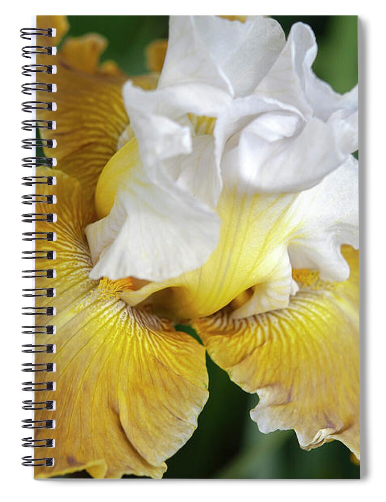 Jenny Rainbow Fine Art Photography Spiral Notebook featuring the photograph Beauty Of Irises. Going Green Closeup by Jenny Rainbow
