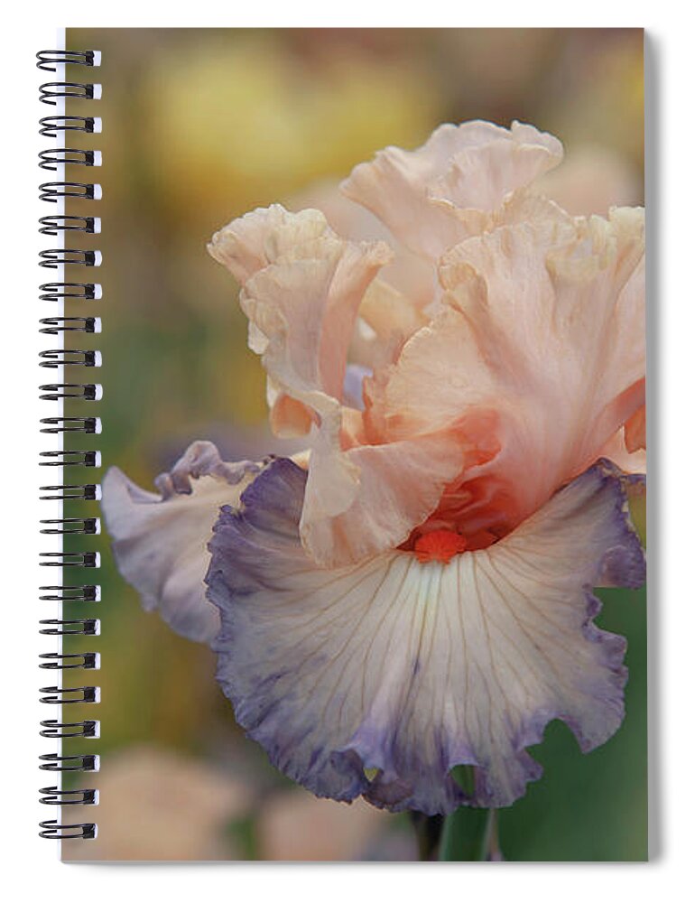Jenny Rainbow Fine Art Photography Spiral Notebook featuring the photograph Beauty Of Irises. Parisian Dawn 6 by Jenny Rainbow