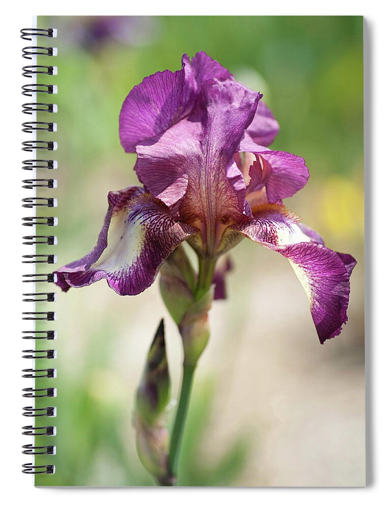 Jenny Rainbow Fine Art Photography Spiral Notebook featuring the photograph Beauty Of Irises. Raspberry Ribbon by Jenny Rainbow