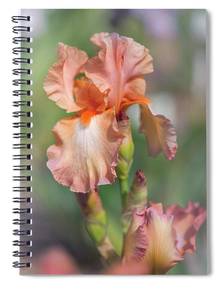 Jenny Rainbow Fine Art Photography Spiral Notebook featuring the photograph Beauty Of Irises. Symphonette by Jenny Rainbow