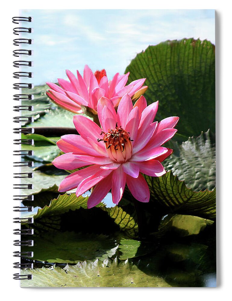 Water Lily Spiral Notebook featuring the photograph Beauty of The Lily by John Lautermilch