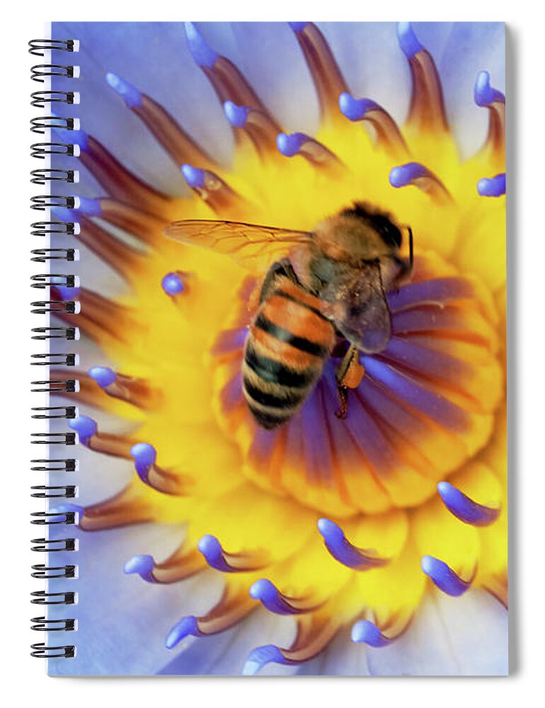 Floral Spiral Notebook featuring the photograph Bee and the lotus. by Usha Peddamatham