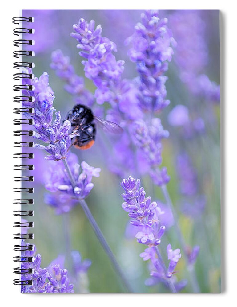 Lavender Spiral Notebook featuring the photograph Bee buzzing in the lavender by Andrew Lalchan
