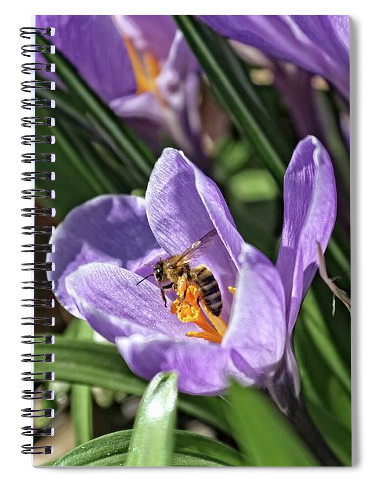 Insects Spiral Notebook featuring the photograph Bee Nibbling on Crocus Flower by Patricia Youngquist