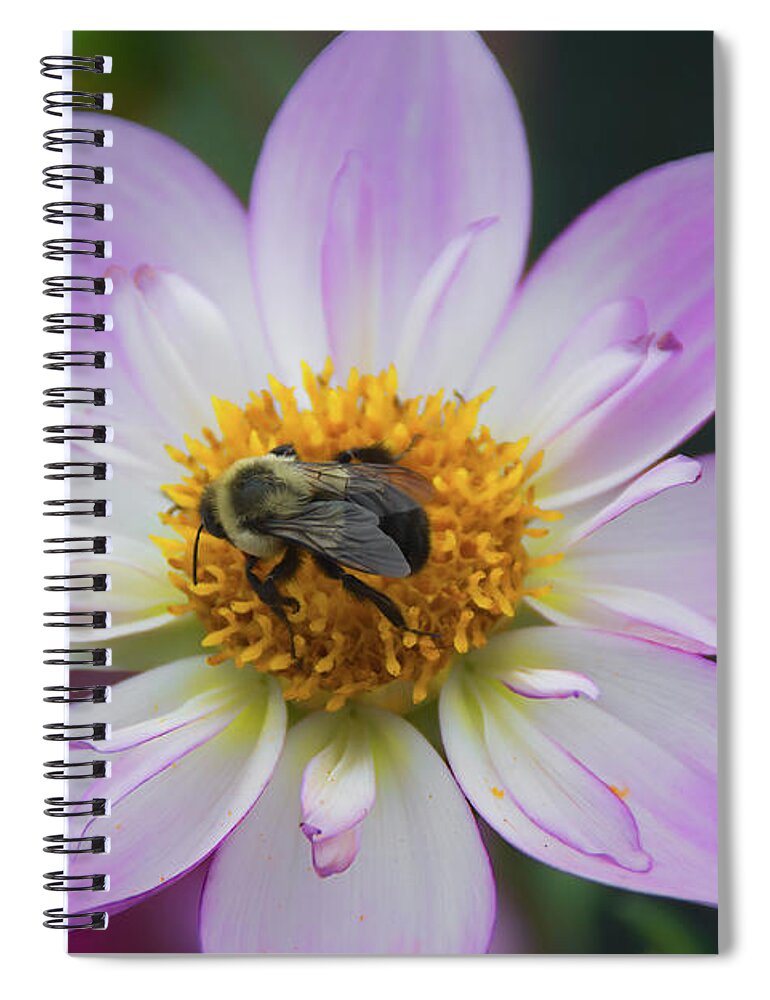 Bee Spiral Notebook featuring the photograph Bee on Pink Dahlia by Lorraine Cosgrove