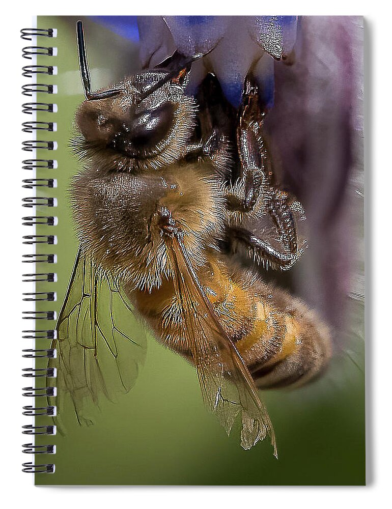 Honeybee Spiral Notebook featuring the photograph Bee on Starflower by Cheri Freeman