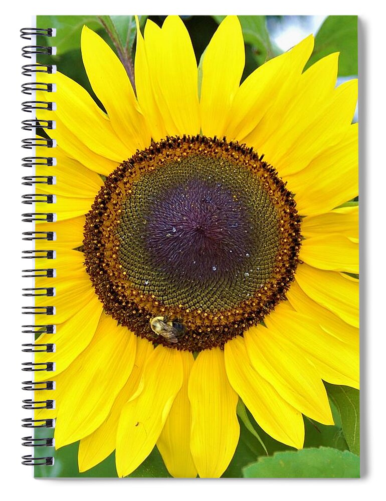 Orange Spiral Notebook featuring the photograph Bee on Sunflower 8 by James Cousineau