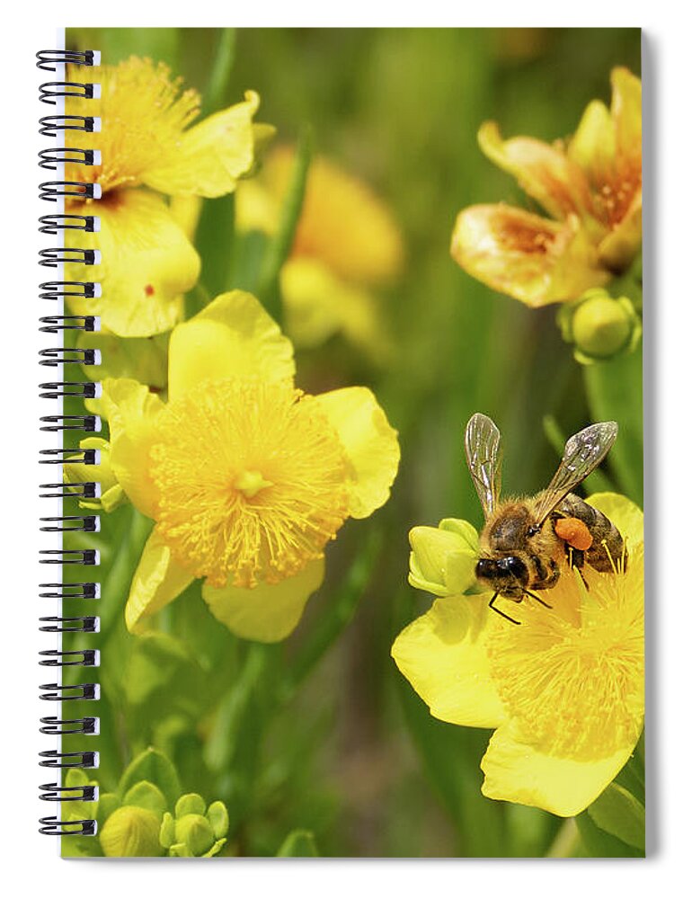  Illinois Beach State Park Spiral Notebook featuring the photograph Bee Resting on a Yellow Flower by David Morehead