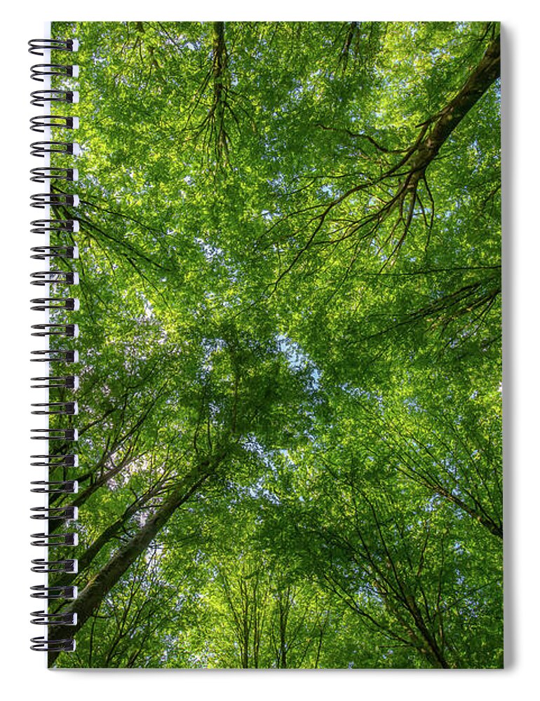 Beech Spiral Notebook featuring the photograph Beech Forest Canopy by Nicklas Gustafsson
