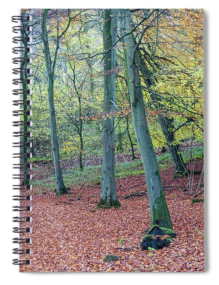Autumn Spiral Notebook featuring the photograph Beech Woodland, Cotswolds, England, UK by Sarah Howard