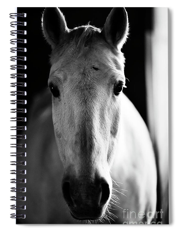 Lipizzan Spiral Notebook featuring the photograph Bella by Carien Schippers