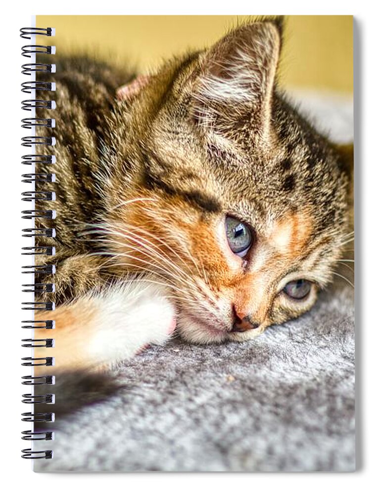 Animal Spiral Notebook featuring the photograph Bella by Raymond Hill