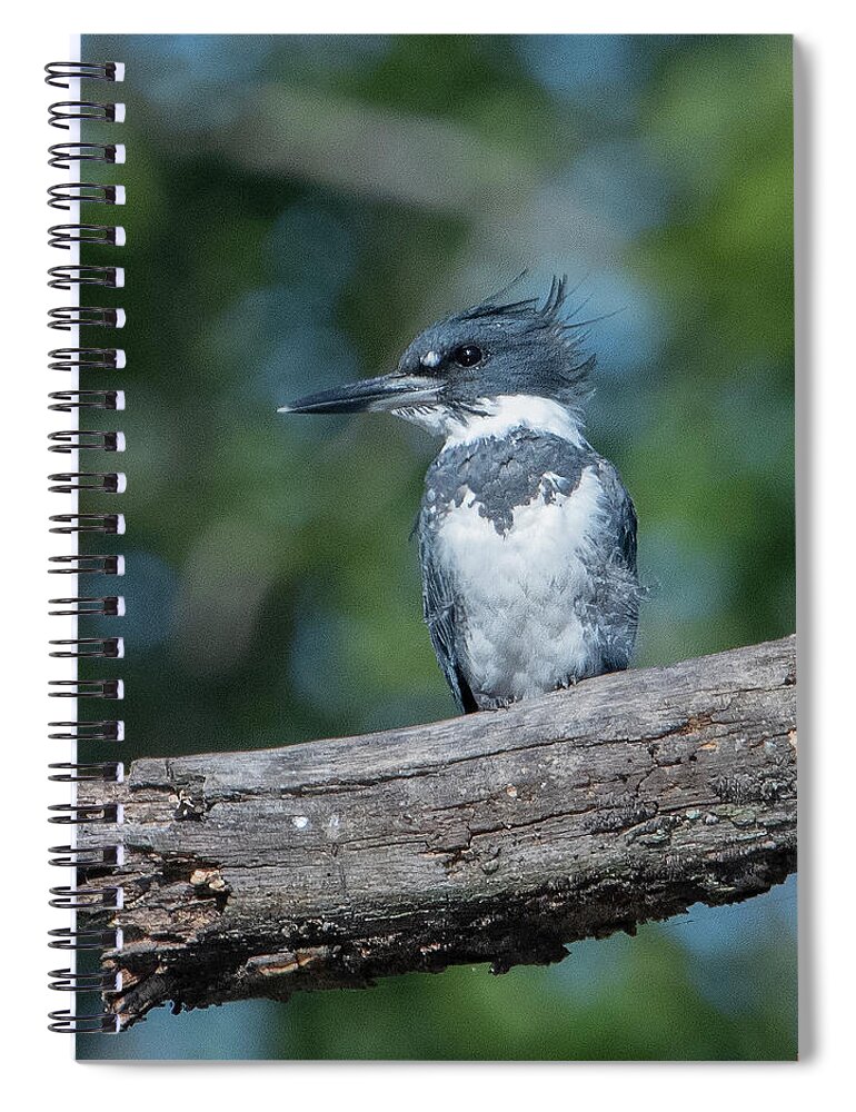 Nature Spiral Notebook featuring the photograph Belted Kingfisher DSB0380 by Gerry Gantt
