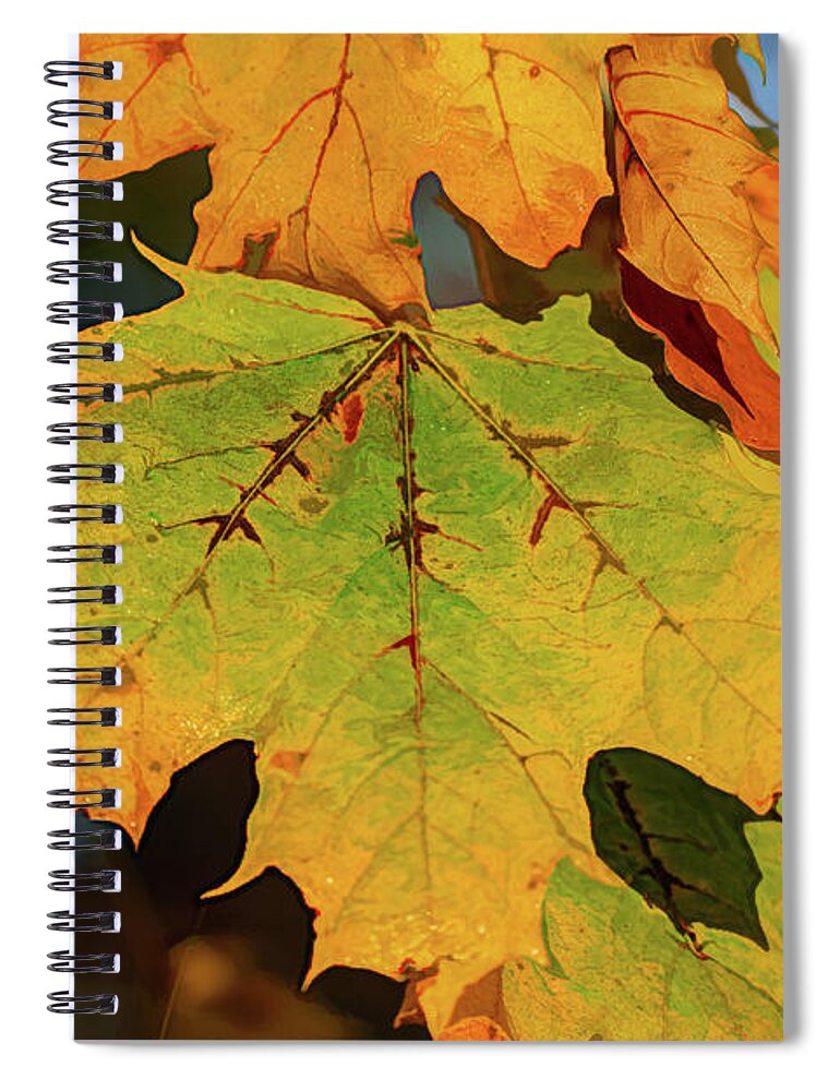 Autumn Spiral Notebook featuring the digital art Berkshire Mountains Maple by Douglas Wielfaert