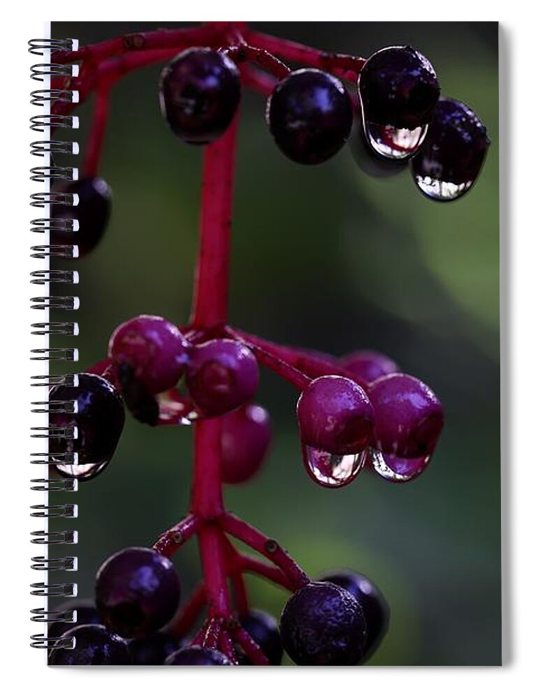 Rose Grape Spiral Notebook featuring the photograph Rose Grape 2 by Mingming Jiang
