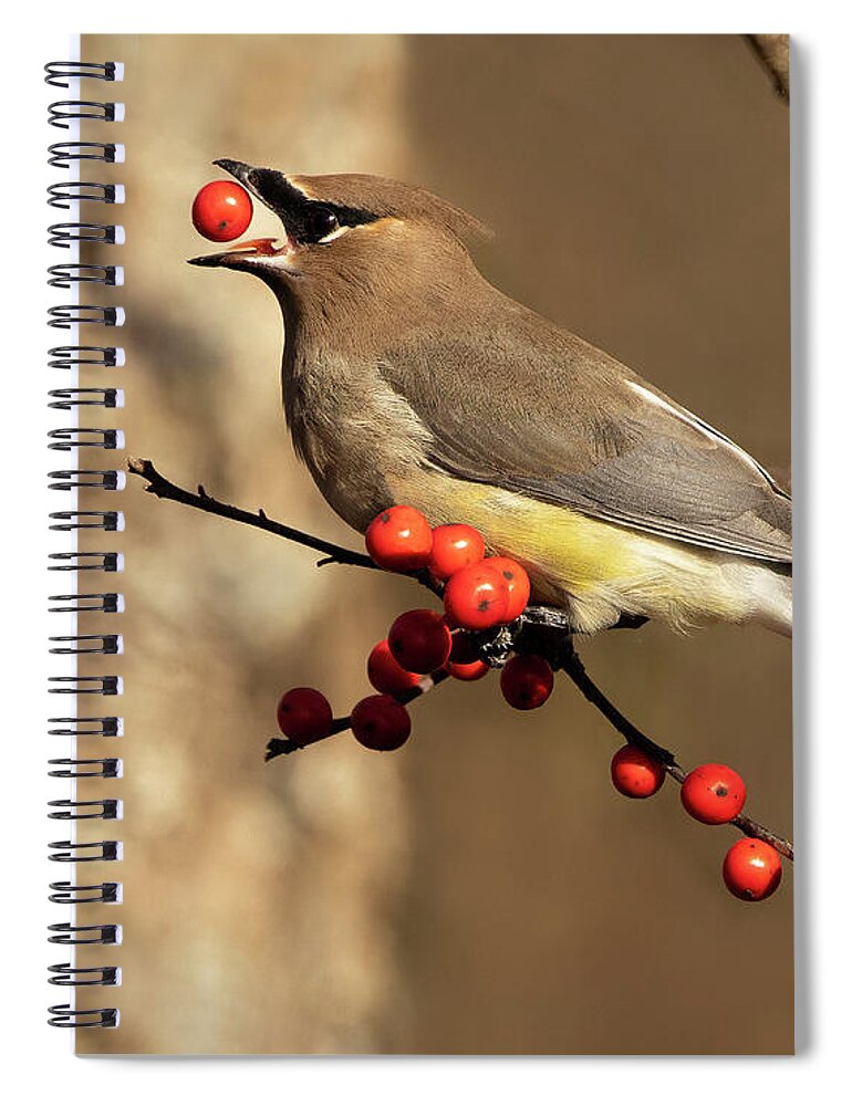 Bird Spiral Notebook featuring the photograph Berry Tossing by Art Cole