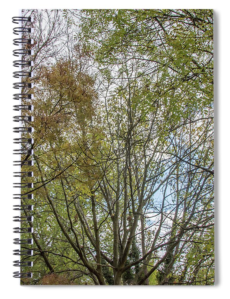 Bethune Park Spiral Notebook featuring the photograph Bethune Park Trees Fall by Edmund Peston
