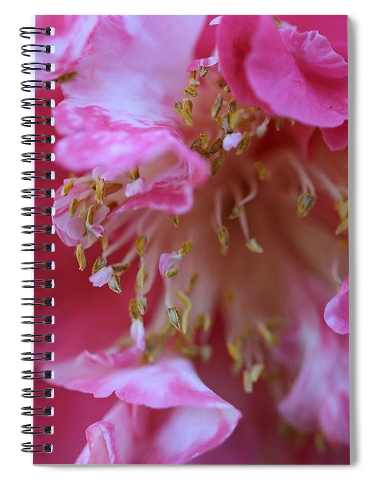 Camellia Spiral Notebook featuring the photograph Bi-Color Camellia by Mingming Jiang