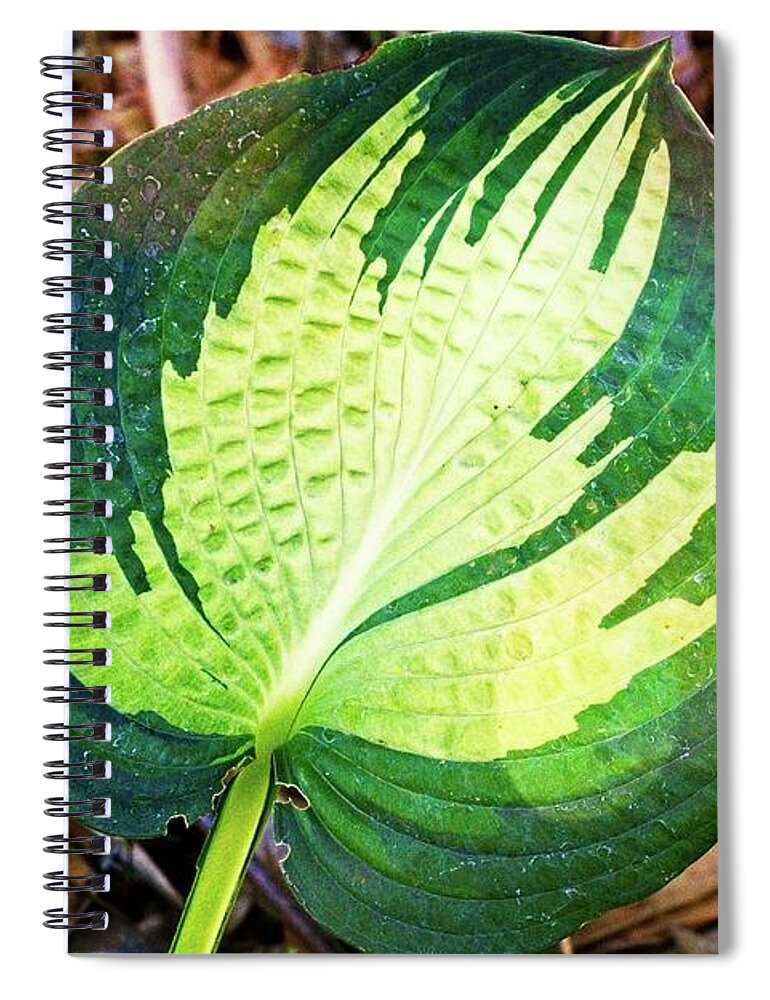 Blooming Spiral Notebook featuring the photograph Big Leaf by David Desautel