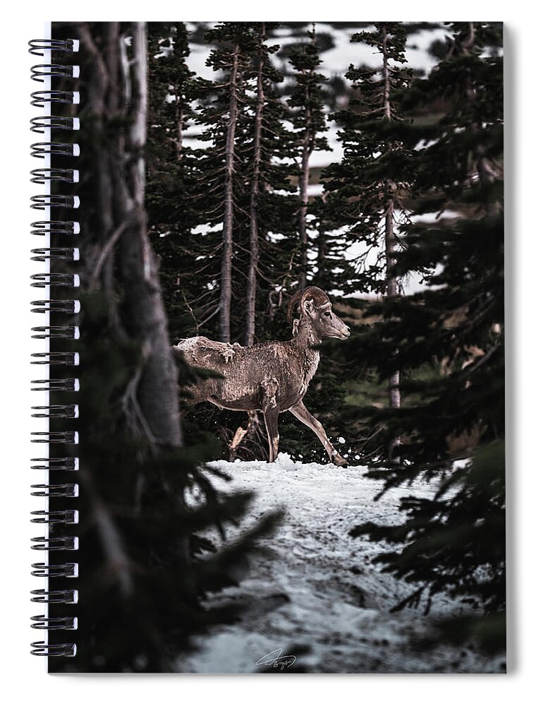  Spiral Notebook featuring the photograph Bighorn in Snow by William Boggs