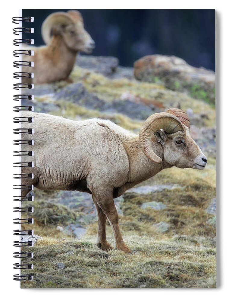 Rocky Mountain Ram Portrait Spiral Notebook featuring the photograph Bighorn Rams In Rocky Mountain National Park by Dan Sproul