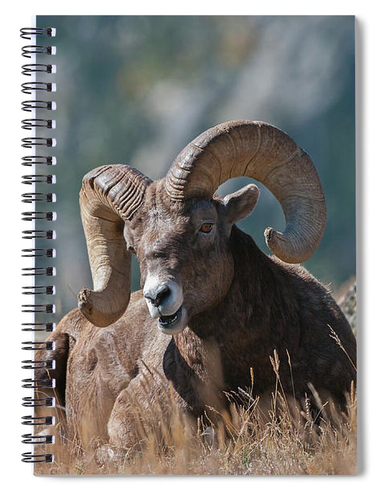 Bighorn Sheep Spiral Notebook featuring the photograph Bighorn Sheep - 7187 by Jerry Owens