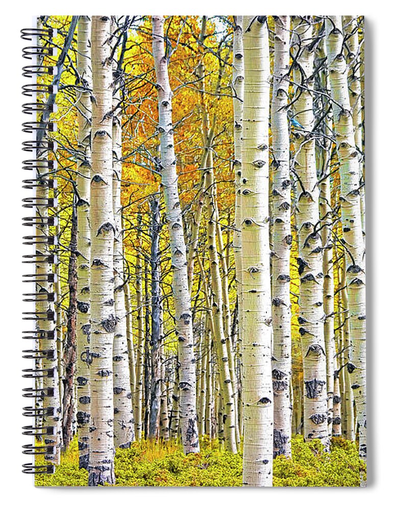 Nature Spiral Notebook featuring the photograph Birch Tree Grove in Autumn Yellow Color by Randall Nyhof