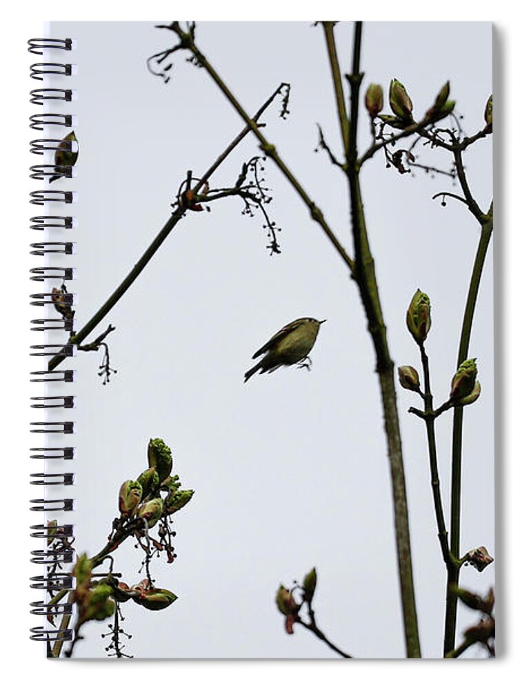 Bird Spiral Notebook featuring the photograph Bird Bud by Tahmina Watson