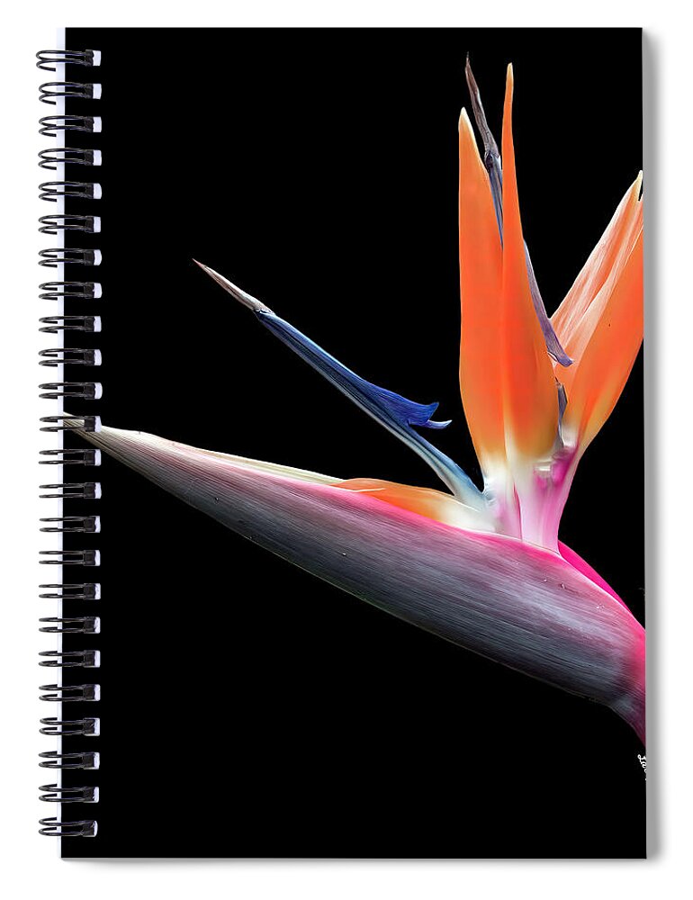 Photography Spiral Notebook featuring the photograph Bird of Paradise by Larry Nader