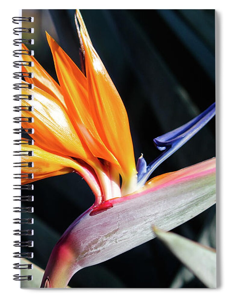 Maui Spiral Notebook featuring the photograph Bird of Paradise by Wilko van de Kamp Fine Photo Art