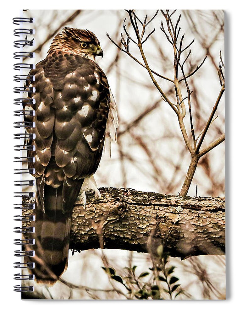 Bird Of Pray Feathers Eye Tree Branch Spiral Notebook featuring the photograph Bird4 by John Linnemeyer